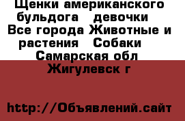 Щенки американского бульдога ( девочки) - Все города Животные и растения » Собаки   . Самарская обл.,Жигулевск г.